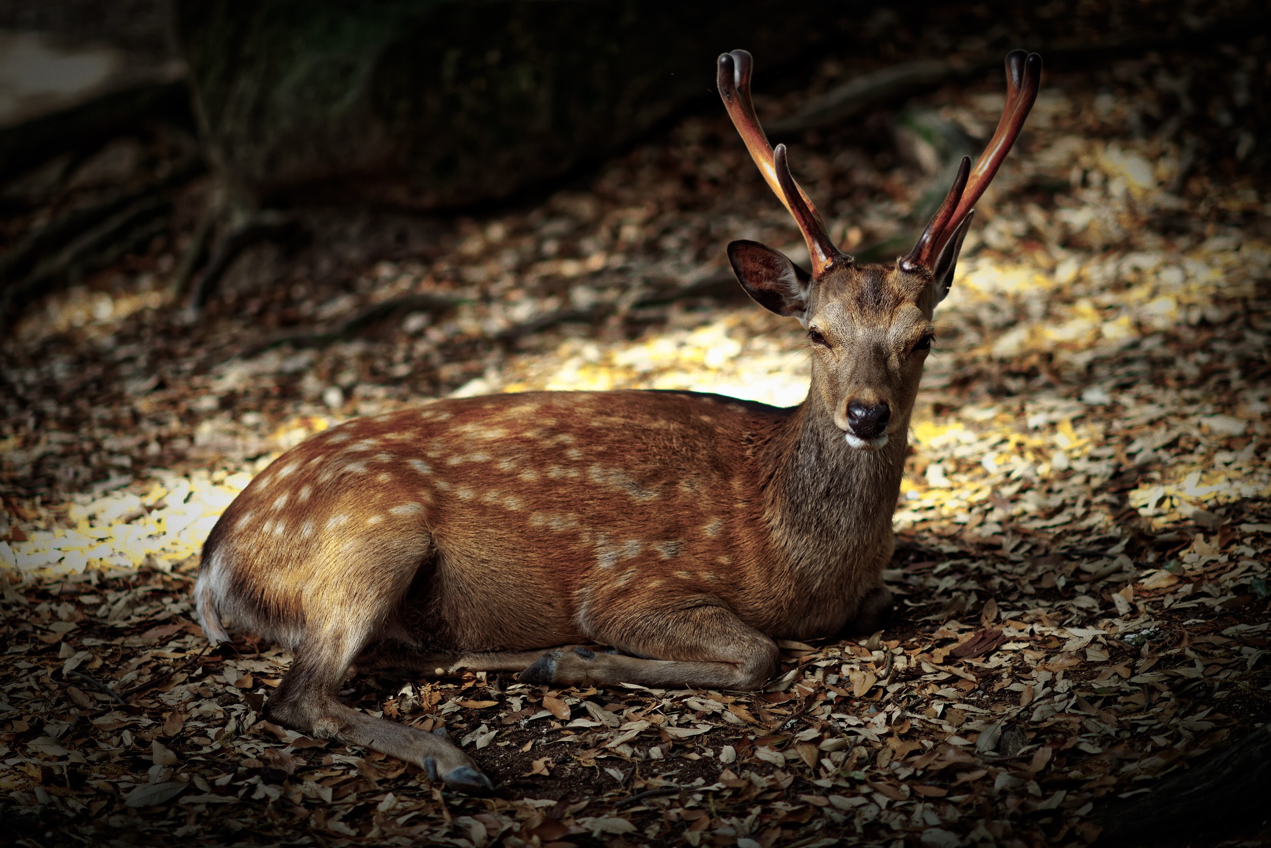 Natural structure of deer's natural habitat