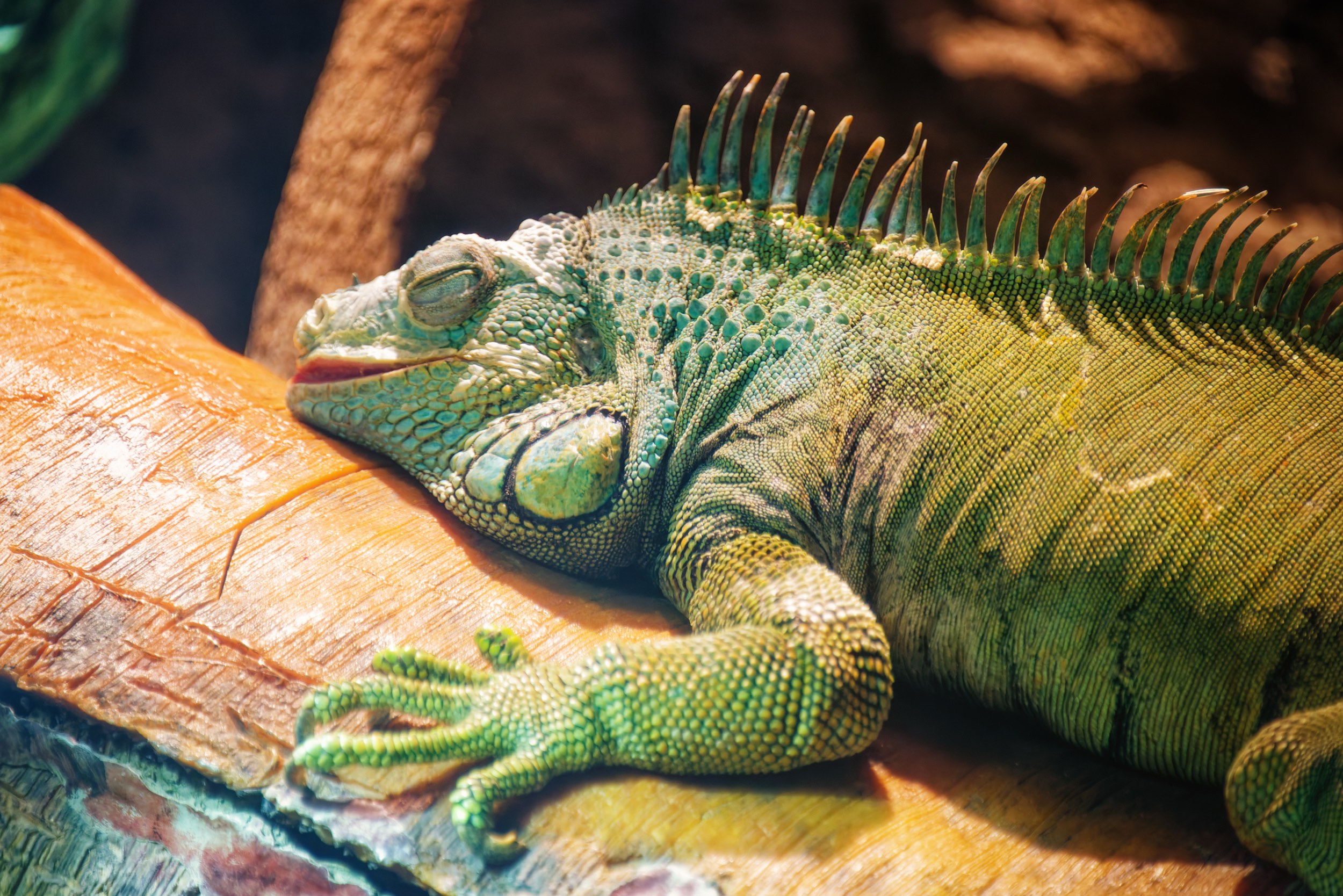 Wood structure with iguana reptile